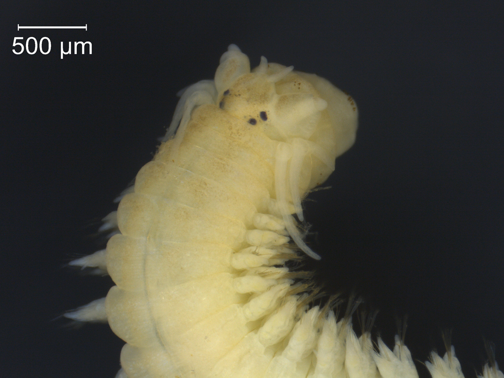 Hediste diversicolor